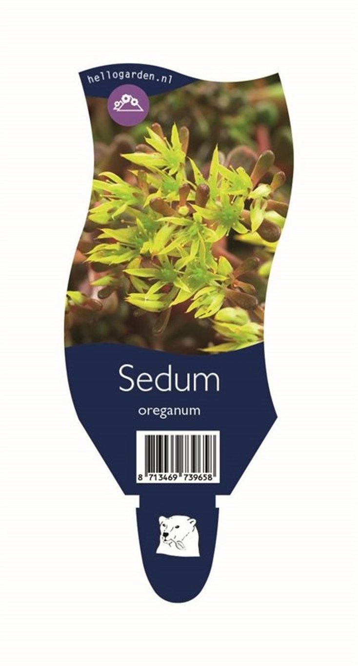 Sedum oreganum - P11